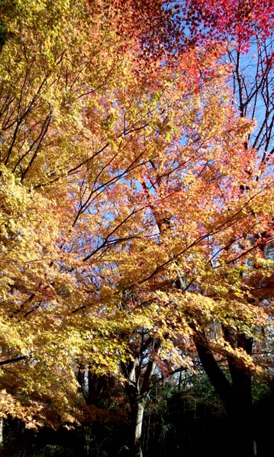 紅葉の道を観賞。